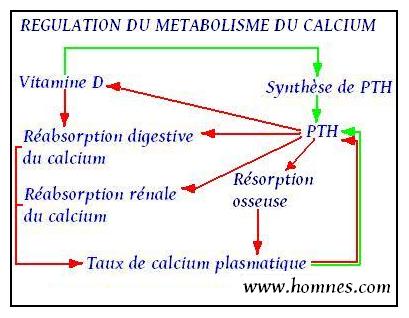 Métabolisme du calcium
