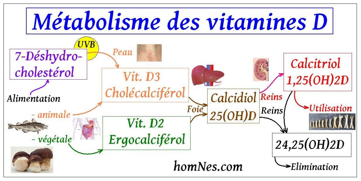 La famille de la vitamines D, D2, D3, D4